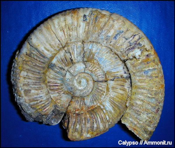 оксфорд, Perisphinctes, Perisphinctidae, Perisphinctes martelli, Oxfordian