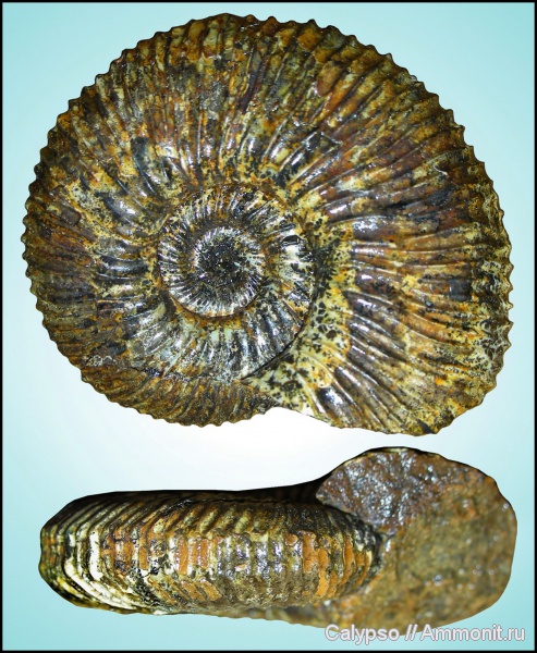 Kosmoceratidae, Toricellites, Toricellites lahuseni