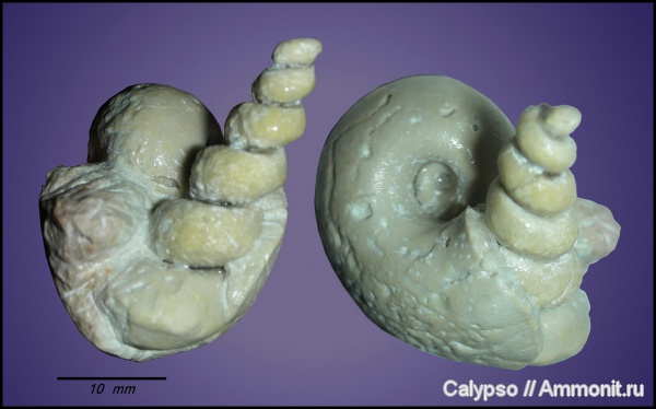 гастроподы, Bellerophon, Goniasma, Goniasma fischeri