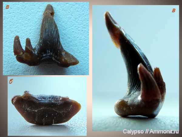 хрящевые рыбы, акулы, Glikmanius, зубы акул, Ctenacanthiformes, Glikmanius occidentalis, shark teeth, sharks