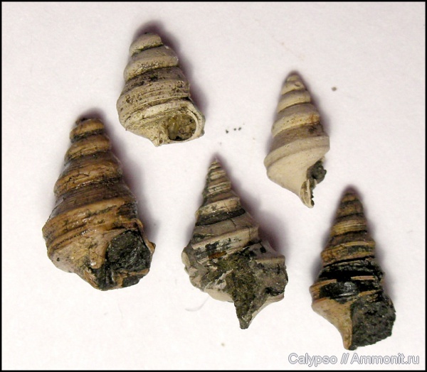 гастроподы, Dicroloma, Aporrhaidae