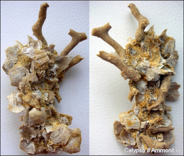 Productida, Spiriferida, Athyridida, казанский ярус