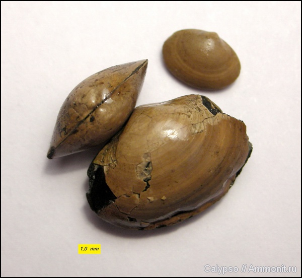 Nucula, Nuculoida, Discula, Discula subovalis