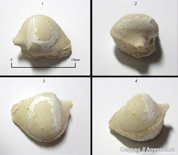 Conocardium, Нижегородская область