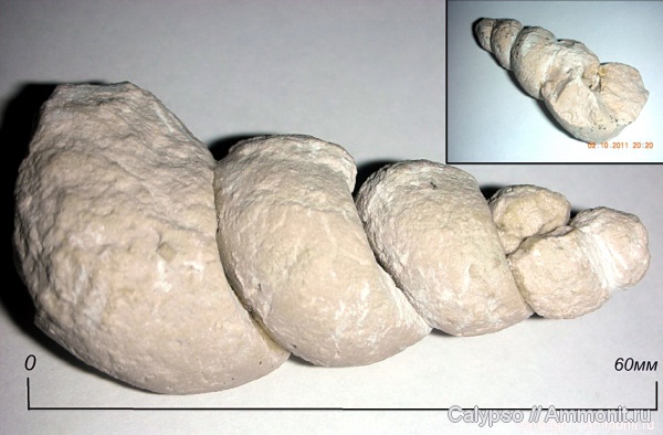 гастроподы, брюхоногие моллюски, Palaeostylus