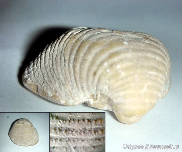 Echinoconchus, Productida, echinoconhus punctatus