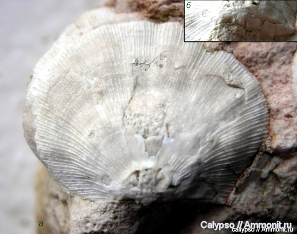 Meekella, Orthotetidina, Orthotetoidea, Meekellidae