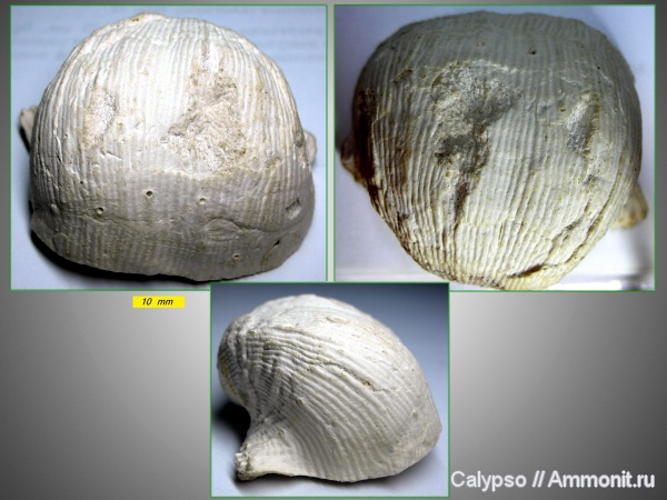 Productida, Dictyoclostus, Dictyoclostus gruenewaldti