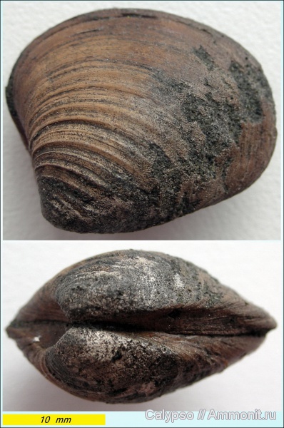 Astarte, Astartidae, Astarte veneris