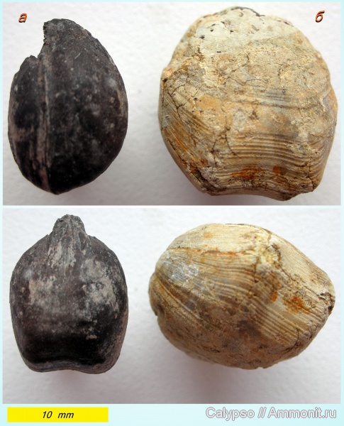 Zeilleria, Russiella, Terebratulida, Russiella luna, Zeilleria lituanica