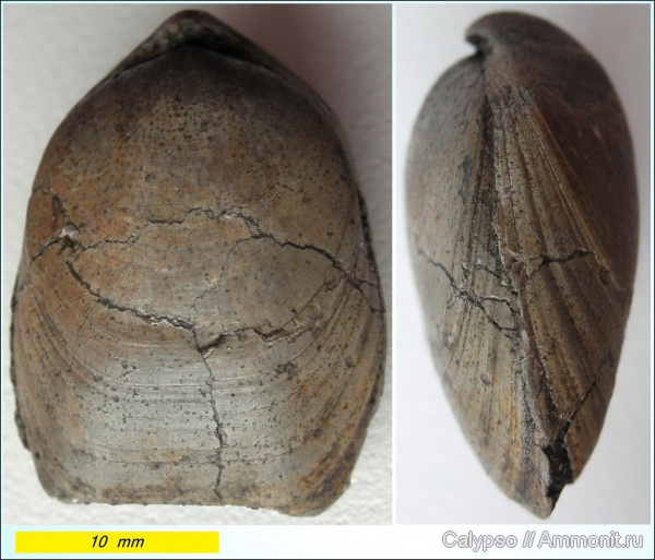 Russiella, Terebratulida, Russiella truncata