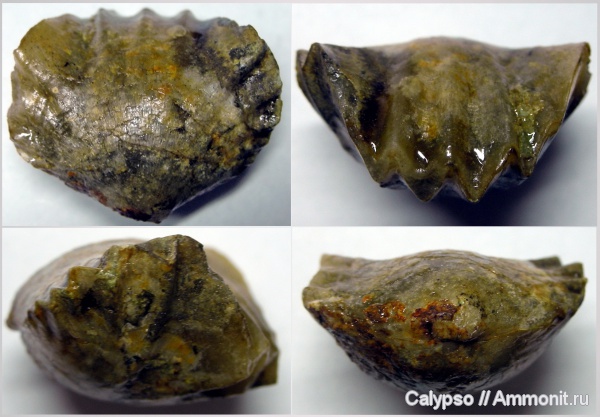 оксфорд, Praecyclothyris, Rhynchonellida, Oxfordian