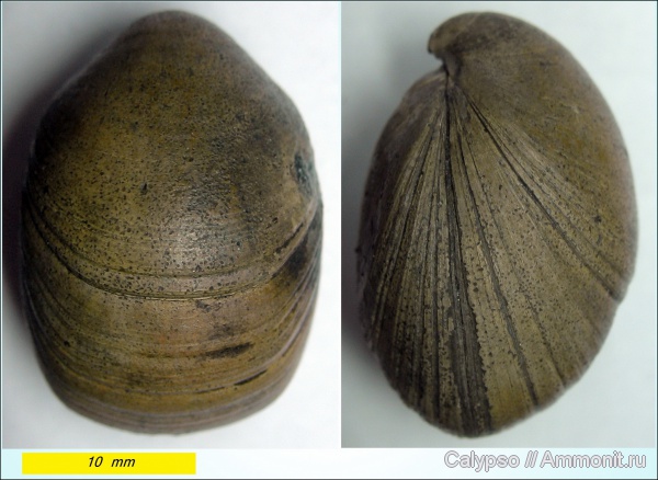 Russiella, Terebratulida, Russiella bullata