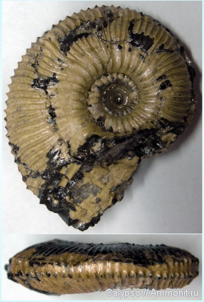 Kosmoceras, Kosmoceras jason, Kosmoceratidae