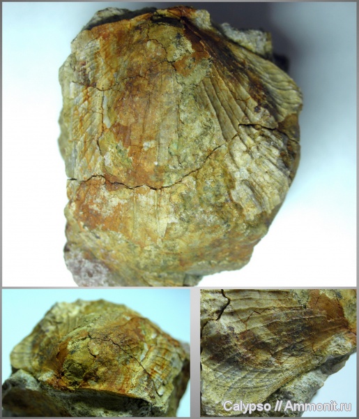 Pectinoida, Velata, Velata psyche