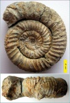 Январский Kranaosphinctes.