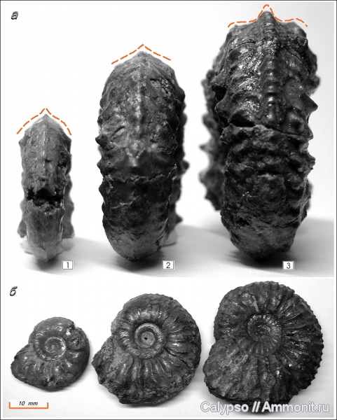 Cardioceras, оксфорд, Cardioceratidae, Cardioceras densiplicatum, Cardioceras tenuiserratum, Oxfordian