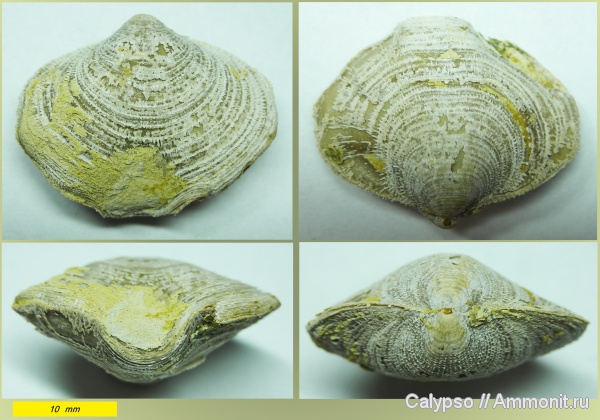 Athyridida, Bajtugania, Bajtugania netschaevi