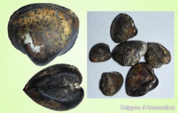 Cardiidae, Protocardia, Protocardia concinna