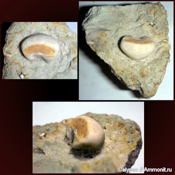 Mooreocrinus, Cromyocrinidae