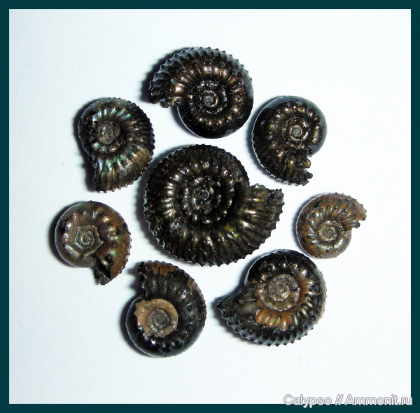 Kosmoceras, Kosmoceratidae, Kosmoceras tschernischewi