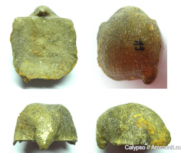 Productida, казанский ярус, Aulosteges, Aulostegidae, Aulosteges fragilis