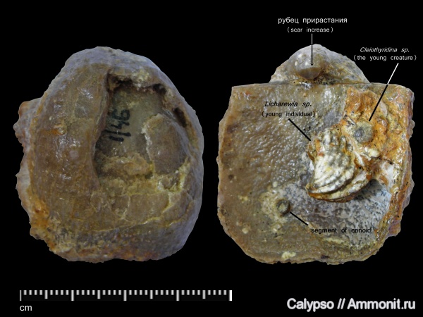 Productida, Spiriferida, Licharewia, Athyridida, казанский ярус, Cleiothyridina, Aulosteges, Aulosteges horrescens, Aulostegidae