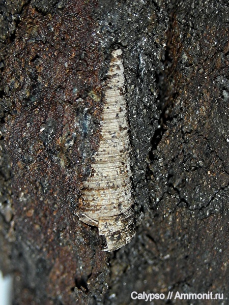 Clathrobaculus, Mathildidae