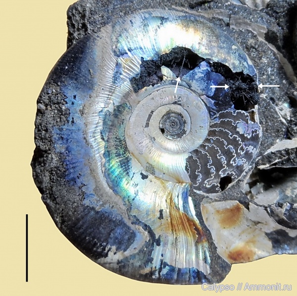 Kachpurites, Stramentella, Kachpurites cheremkhensis, Stramentella helminthophora, Volgian