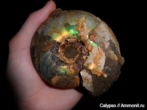 Craspedites, Craspedites okensis, Craspeditidae