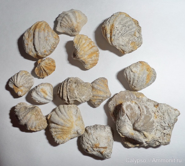 казанский ярус, Spiriferinida, Spiriferellina, Spiriferellina netschajewi