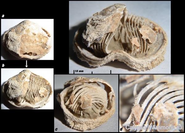 препарирование, ручной аппарат, Athyridida, казанский ярус, Bajtugania, Bajtugania netschaevi, brachiopod lophophore