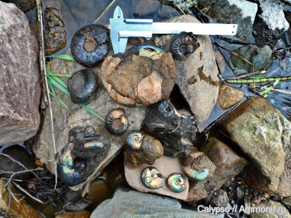 Kachpurites, Craspedites, Craspedites okensis, Craspedites subditoides, Kachpurites subfulgens, Volgian