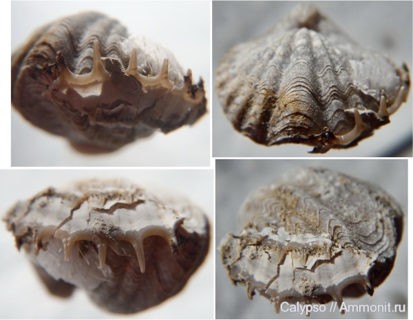 Spiriferinida, Spiriferellina, Spiriferellina netschajewi, Aviculopectenidae, Acanthopecten, Acanthopecten elegantulus