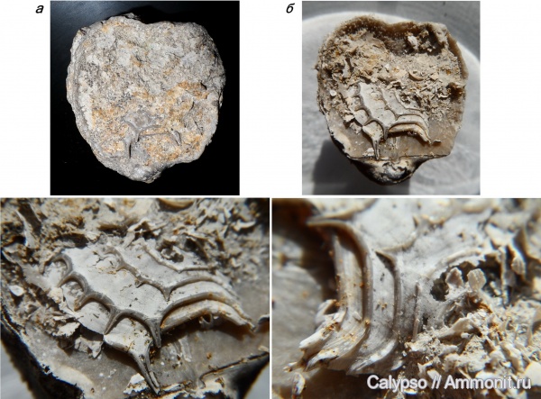 препарирование, Productida, Aulosteges, Aulosteges horrescens, Aulostegidae, Aviculopectenidae, Acanthopecten, Acanthopecten elegantulus