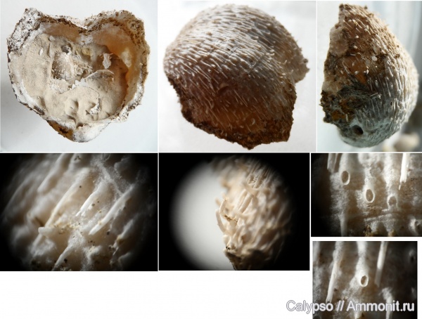 препарирование, Productida, Cancrinella, Cancrinella cancrini, Aulosteges, Aulosteges horrescens, Aulostegidae