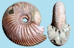 Cadoceras arcticoides (Streptocadoceras) Kiselev et Meledina.