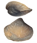 Phricodothyris lineata (Martin)