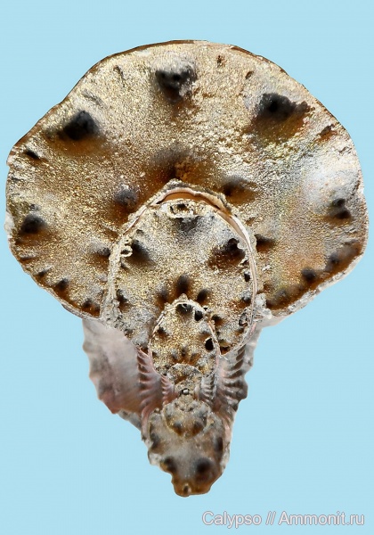Cadoceras, поперечное сечение, Cadoceratinae, Streptocadoceras, Cadoceras arcticoides