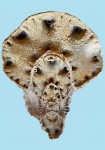 Cadoceras (Streptocadoceras) arcticoides Kiselev et Meledina.