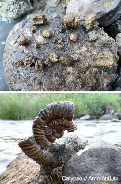 Perisphinctes, Perisphinctidae