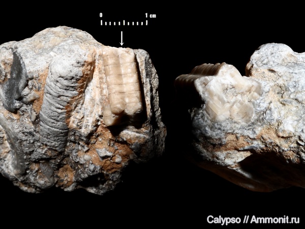 Angulata, Baltocrinidae, Baltocrinus