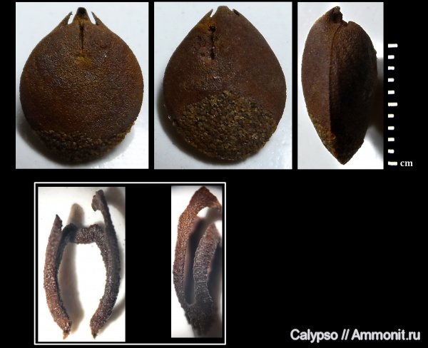 Russiella, ручной аппарат, Terebratulida, Russiella eichwaldi, brachiopod lophophore