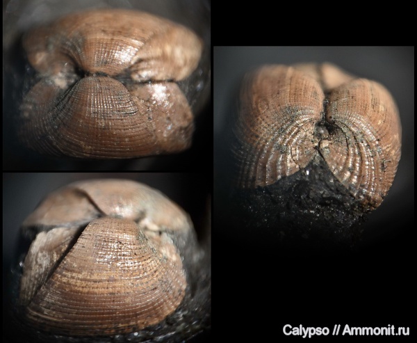 Grammatodon, Grammatodon pictum, Arcoida, Parallelodontidae