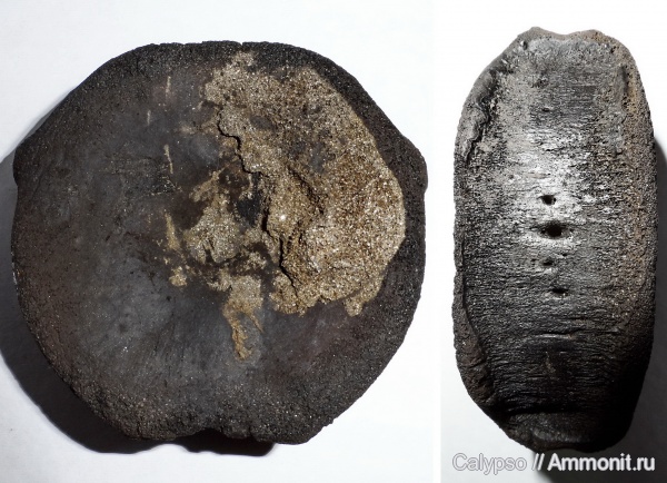 ихтиозавры, Ichthyosauridae