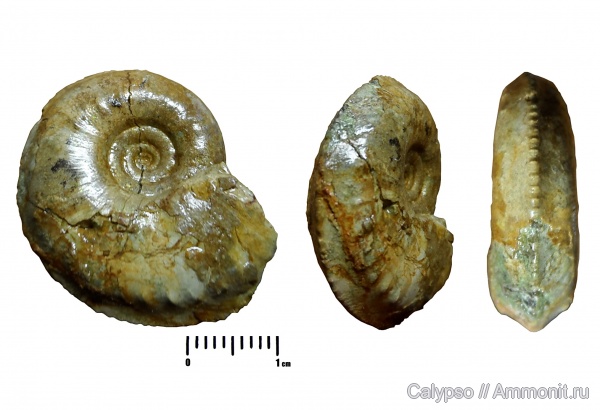 Cardioceras, средний оксфорд, Maltoniceras, Cardioceras maltonense