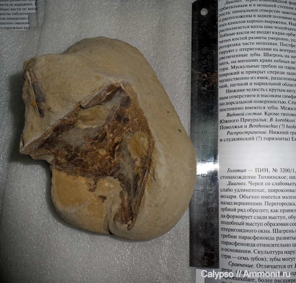 Thoosuchus, лабиринтодонты, Thoosuchus yakovlevi, Trematosauridae, thoosuchinae