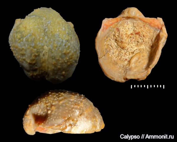 Productida, Productellidae, Parajuresania, Parajuresania tastubensis