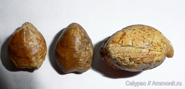 Zeilleria, Terebratulida, Zeilleria lituanica