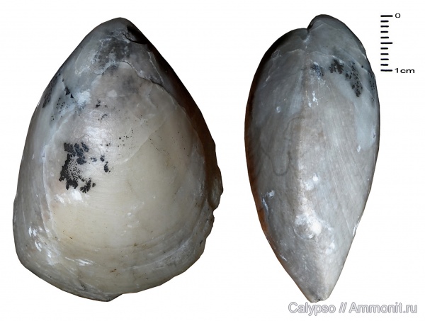 байос, Karadagella, Terebratulida, Karadagella hungarica, Bajocian